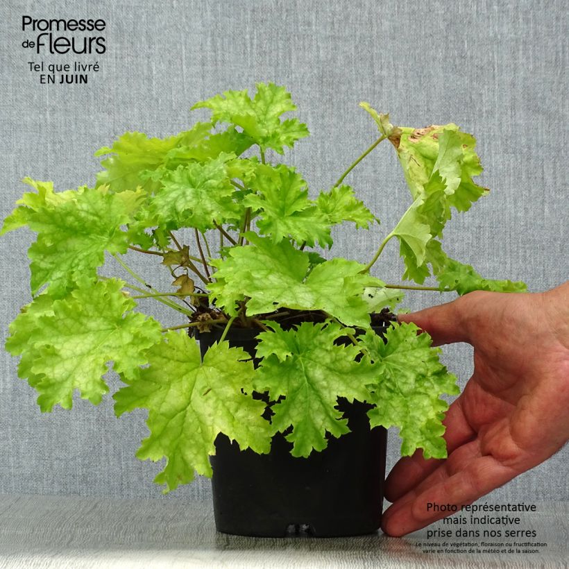 Exemplar von Heuchera Pear Crisp - Purpurglöckchen Topf mit 1,5L/2L wie im Sommer geliefert