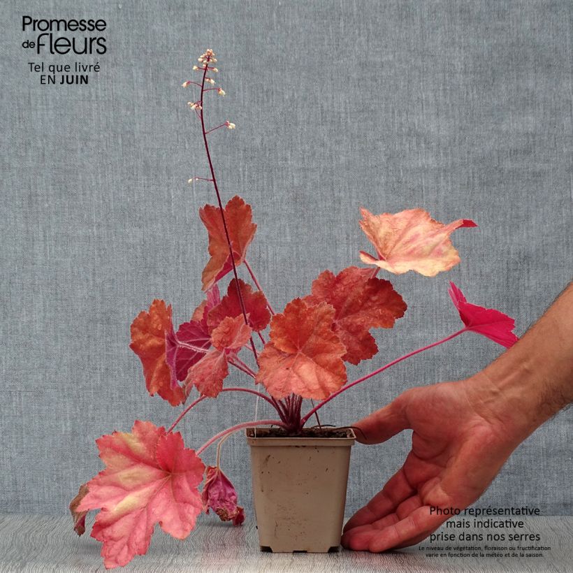 Exemplar von Heuchera Southern Comfort - Purpurglöckchen Kleine Töpfe von 8/9 cm wie im Sommer geliefert