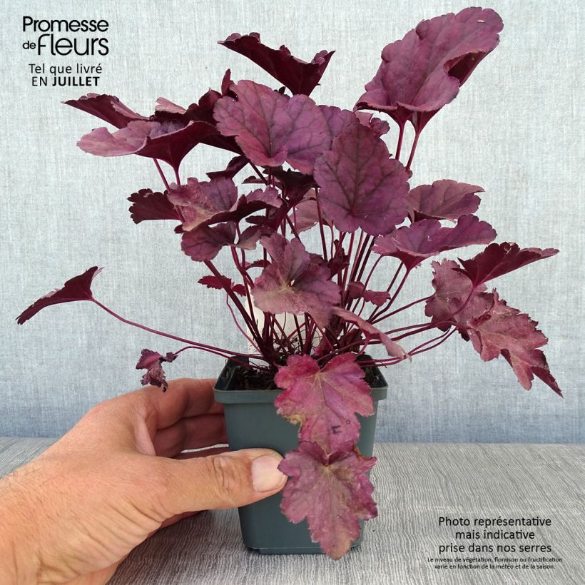 Exemplar von Heuchera Dolce Wildberry - Purpurglöckchen Kleine Töpfe von 8/9 cm wie im Sommer geliefert