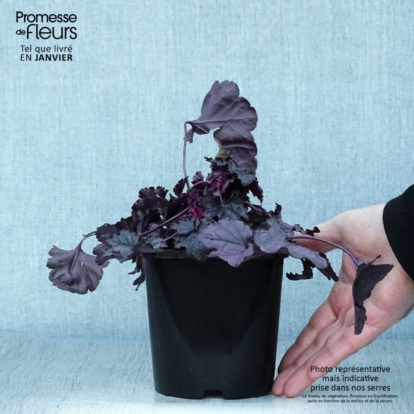 Exemplar von Heuchera Dolce Wildberry - Purpurglöckchen Topf mit 1,5L/2L wie im Winter geliefert
