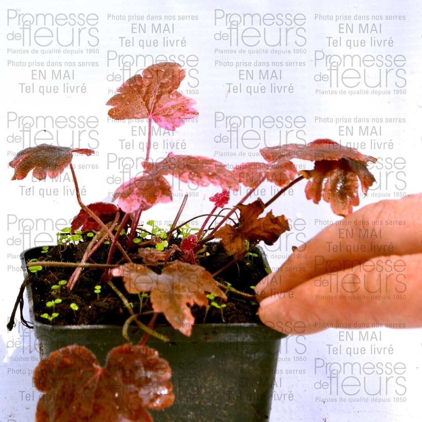 Beispiel eines Exemplars von Heucherella Berry Fizz - Schaumglöckchen Kleine Töpfe von 8/9 cm wie geliefert