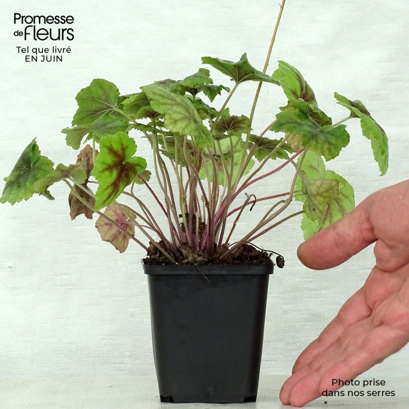 Exemplar von Heucherella Citrus shock - Schaumglöckchen Kleine Töpfe von 8/9 cm wie im Sommer geliefert