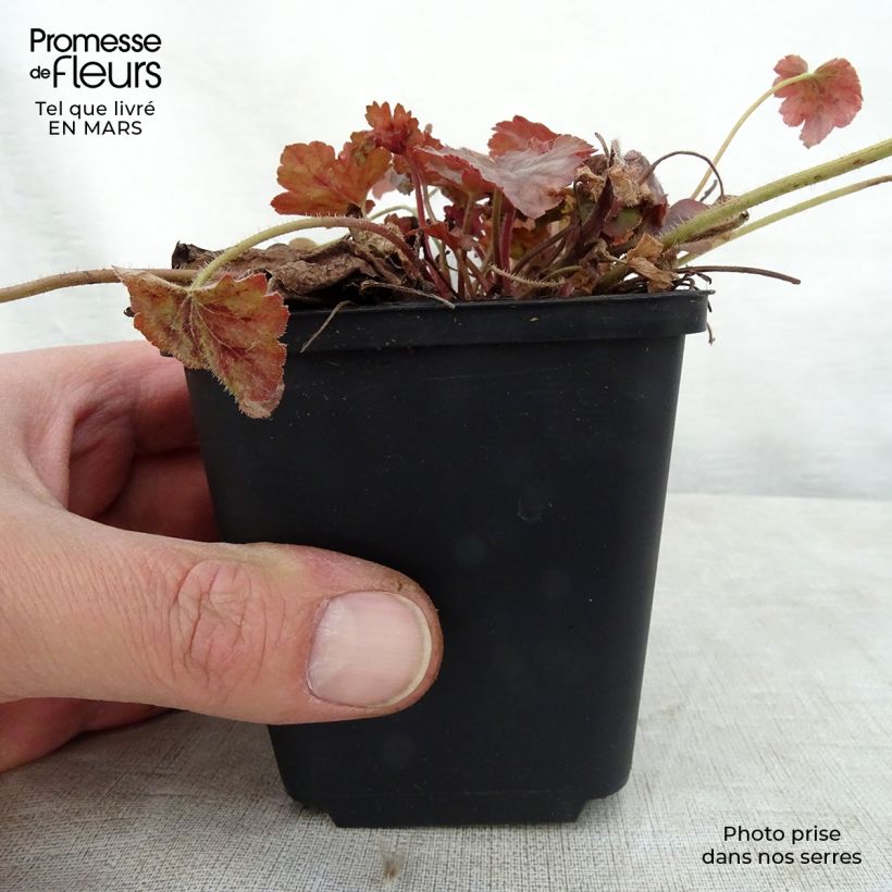 Exemplar von Heucherella Copper Cascade - Schaumglöckchen Kleine Töpfe von 8/9 cm wie im Frühjahr geliefert