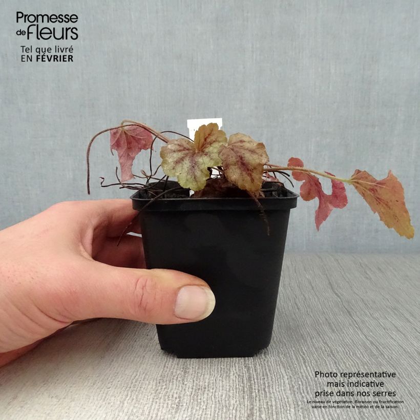 Exemplar von Heucherella Copper Cascade - Schaumglöckchen Kleine Töpfe von 8/9 cm wie im Winter geliefert