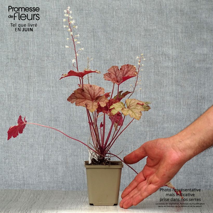 Exemplar von Heucherella Honey Rose - Schaumglöckchen Kleine Töpfe von 8/9 cm wie im Sommer geliefert