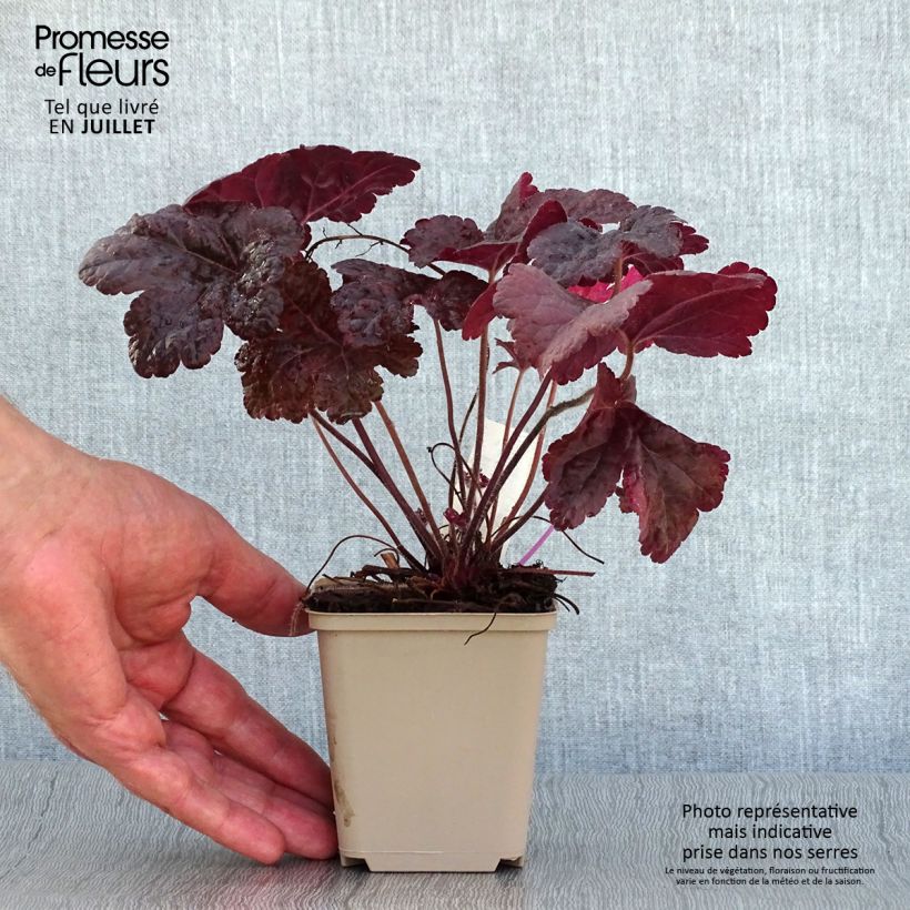 Exemplar von Heucherella Onyx - Schaumglöckchen Kleine Töpfe von 8/9 cm wie im Sommer geliefert