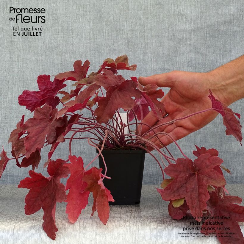 Exemplar von Heucherella Red Rover - Schaumglöckchen Kleine Töpfe von 8/9 cm wie im Sommer geliefert