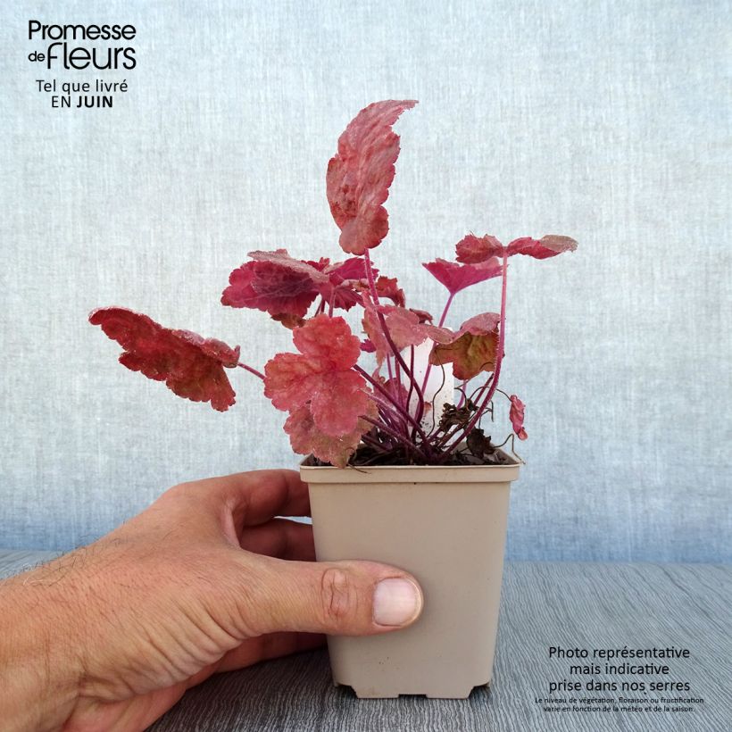 Exemplar von Heucherella Redstone Falls - Schaumglöckchen Kleine Töpfe von 8/9 cm wie im Sommer geliefert