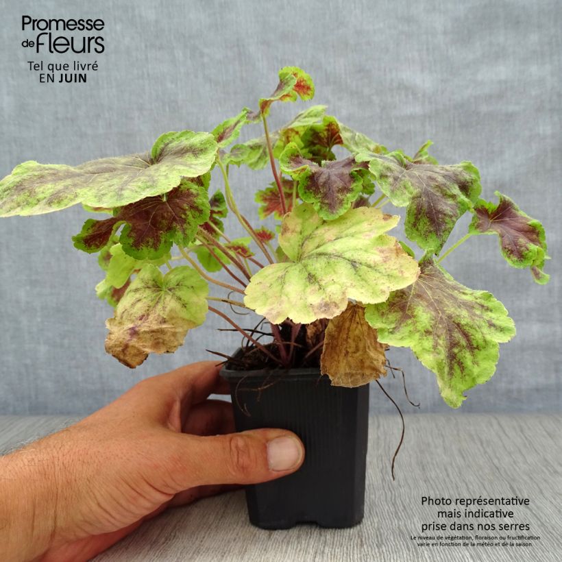 Exemplar von Heucherella Solar Eclipse - Schaumglöckchen Kleine Töpfe von 8/9 cm wie im Sommer geliefert