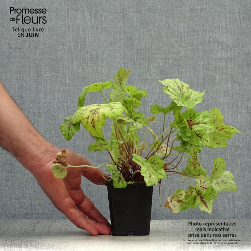 Exemplar von Heucherella Stoplight - Schaumglöckchen Kleine Töpfe von 8/9 cm wie im Sommer geliefert