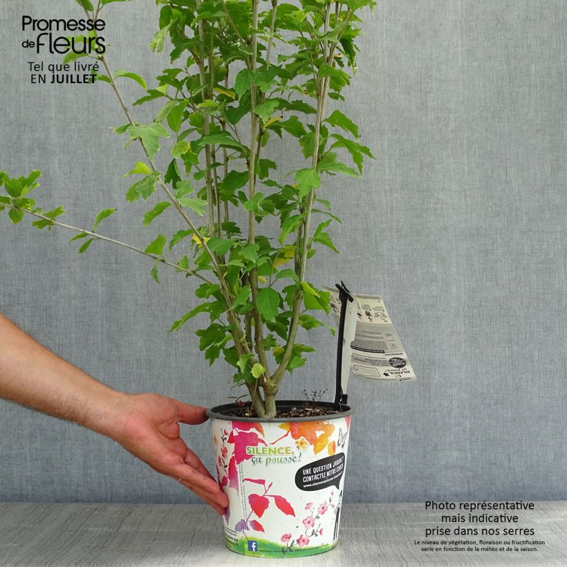 Exemplar von Garten-Hibiscus French Cabaret Red - Hibiscus syriacus Topf mit 3L/4L wie im Sommer geliefert
