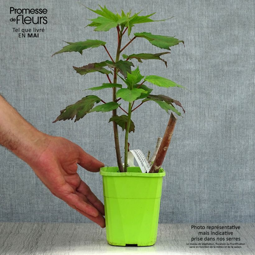 Exemplar von Hibiscus moscheutos Carrousel Geant Red - Sumpfeibisch Topf mit 1L/1,5L wie im Frühjahr geliefert