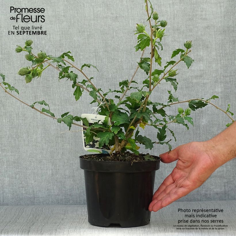 Exemplar von Garten-Hibiscus Eléonore - Hibiscus syriacus Topf mit 2L/3L wie im Herbst geliefert