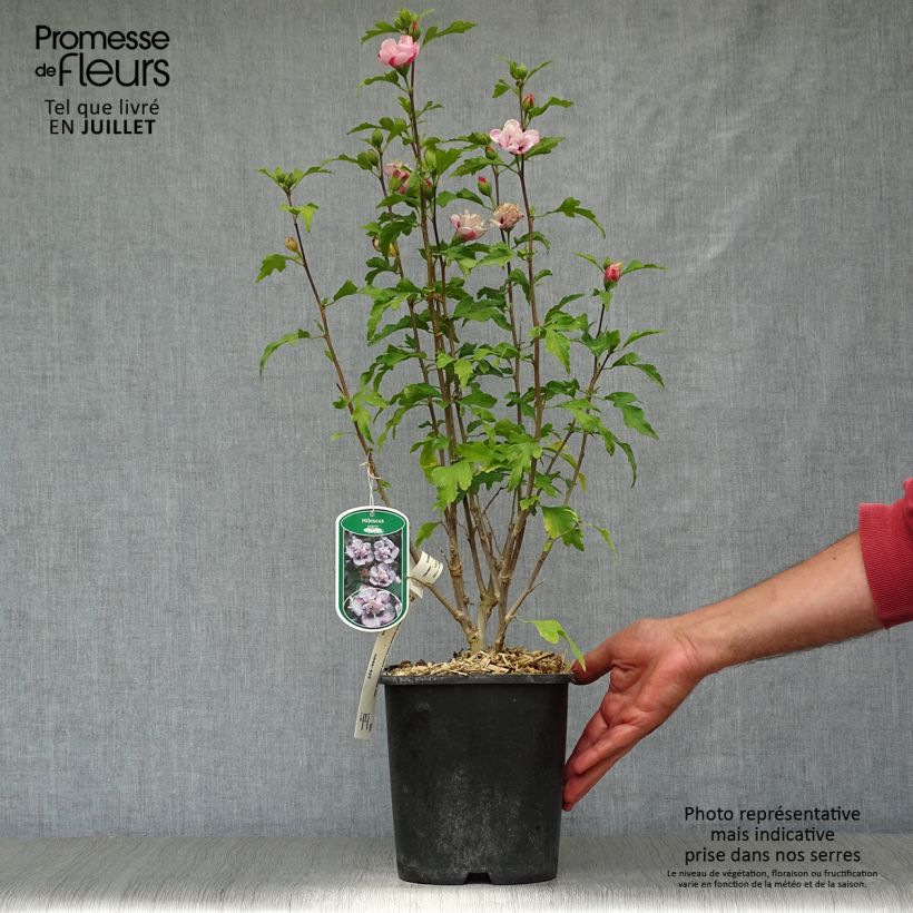 Exemplar von Garten-Hibiscus French Cabaret Pastel - Hibiscus syriacus Topf mit 3L/4L wie im Sommer geliefert