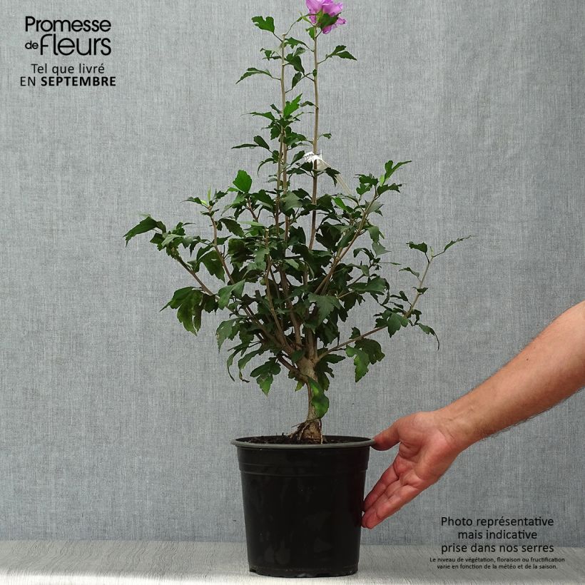 Exemplar von Garten-Hibiscus French Cabaret Purple - Hibiscus syriacus Topf mit 3L/4L wie im Herbst geliefert