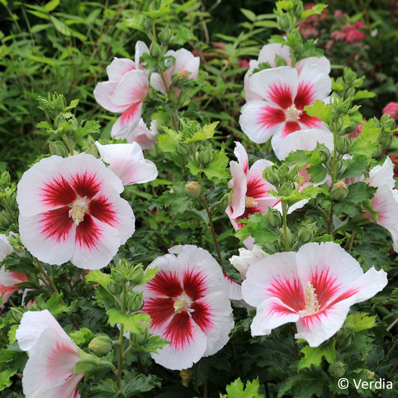 Garten-Hibiscus Hibisa Blanco - Hibiscus syriacus (Blüte)