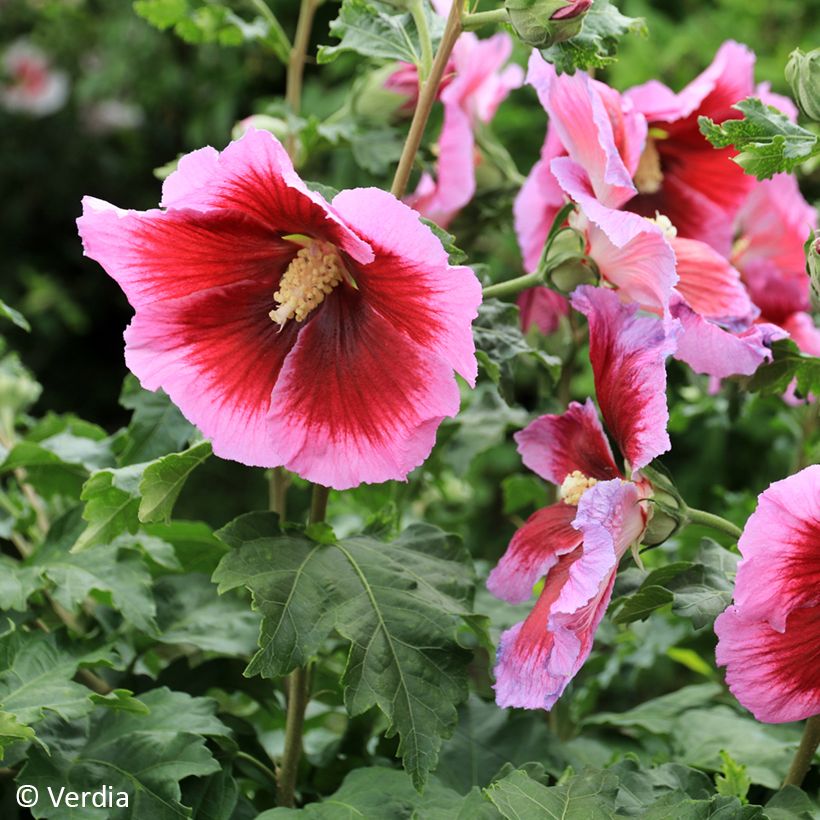 Garten-Hibiscus Hibisa Cocktail - Hibiscus syriacus (Blüte)