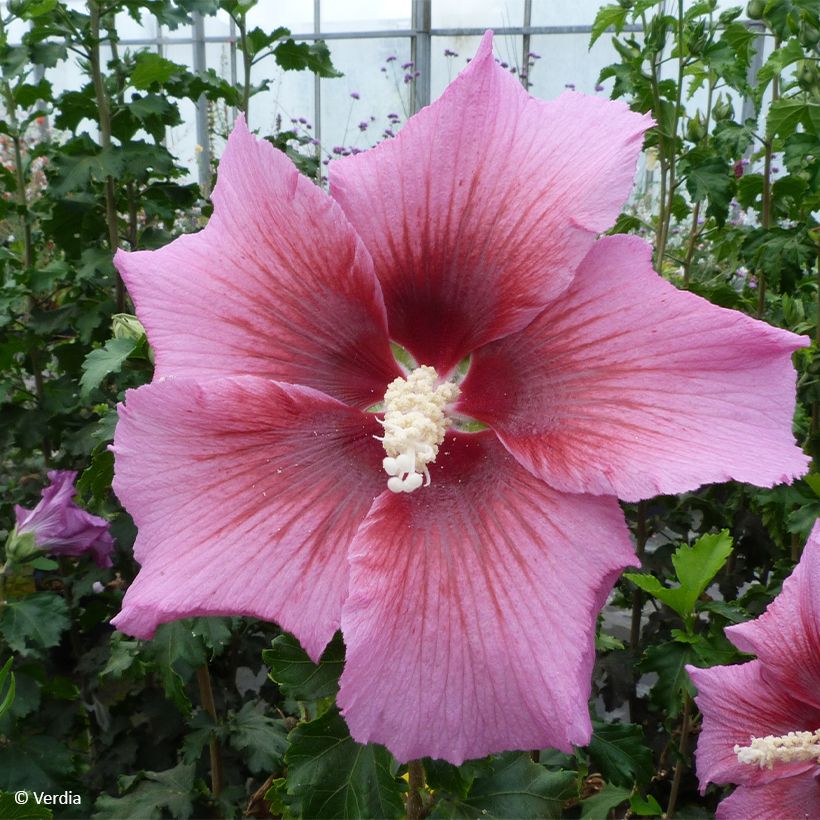 Garten-Hibiscus Hibisa Rosada - Hibiscus syriacus (Blüte)