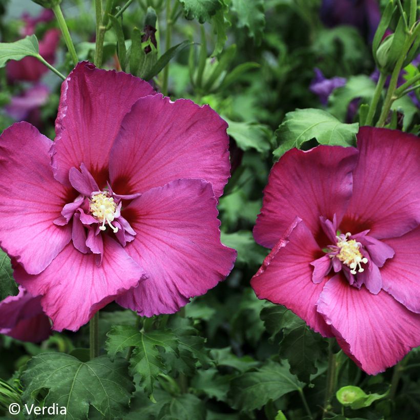 Garten-Hibiscus Hibisa Sangria - Hibiscus syriacus (Blüte)