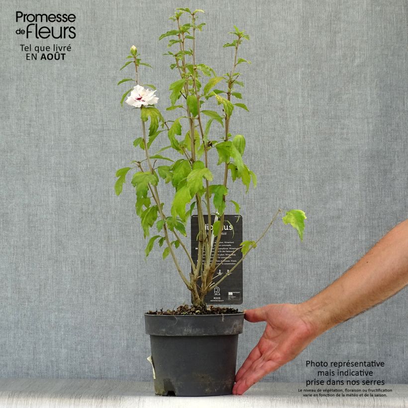Exemplar von Garten-Hibiscus Speciosus - Hibiscus syriacus Topf mit 2L/3L wie im Sommer geliefert