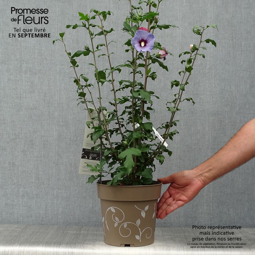 Exemplar von Garten-Hibiscus Three Sisters Mix - Hibiscus syriacus Topf mit 6L/7L wie im Herbst geliefert