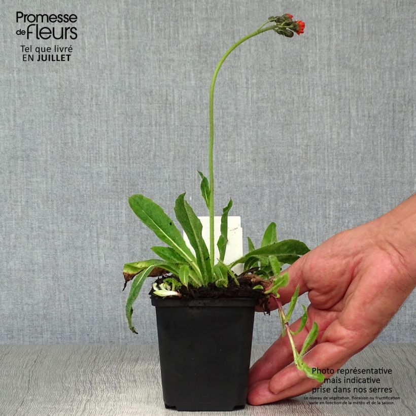 Exemplar von Hieracium aurantiacum - Orangerotes Habichtskraut Kleine Töpfe von 8/9 cm wie im Sommer geliefert