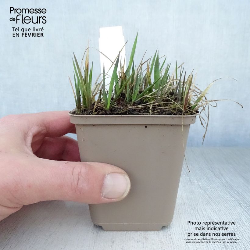 Exemplar von Duftendes Mariengras - Hierochloe odorata Kleine Töpfe von 8/9 cm wie im Winter geliefert