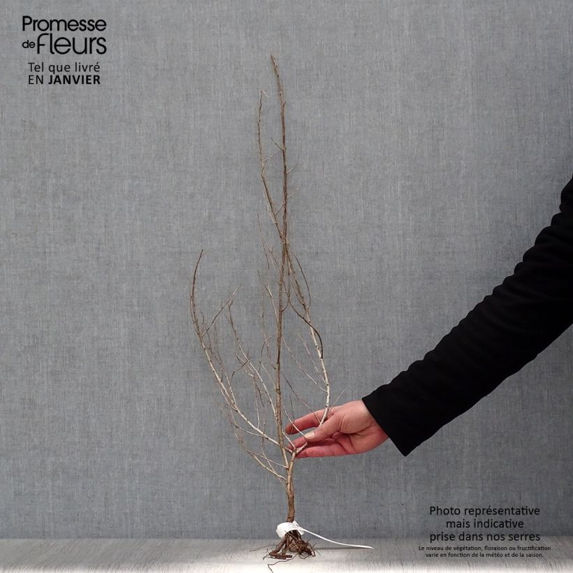 Exemplar von Sanddorn - Hippophae rhamnoides Wurzelnackt wie im Winter geliefert