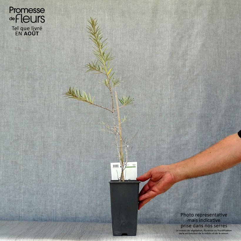 Exemplar von Sanddorn Friesdorfer Orange - Hippophae rhamnoides Topf mit 1,5L/2L wie im Sommer geliefert