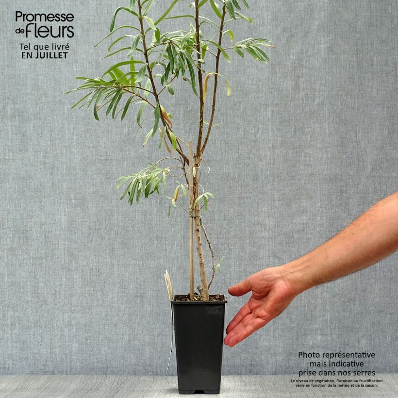 Exemplar von Sanddorn Leikora - Hippophae rhamnoides Topf mit 1,5L/2L wie im Sommer geliefert