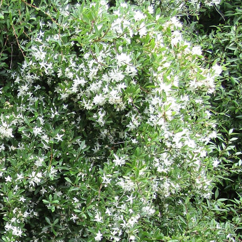 Hoheria sexstylosa Snow White (Blüte)
