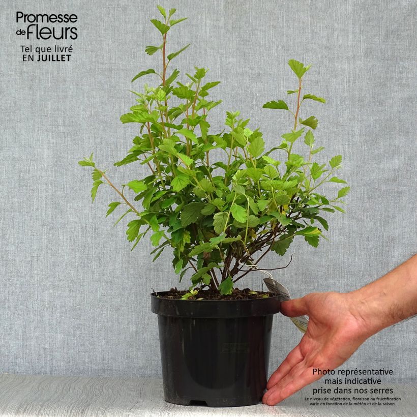 Exemplar von Holodiscus discolor - Schaumspiere Topf mit 4L/5L wie im Sommer geliefert