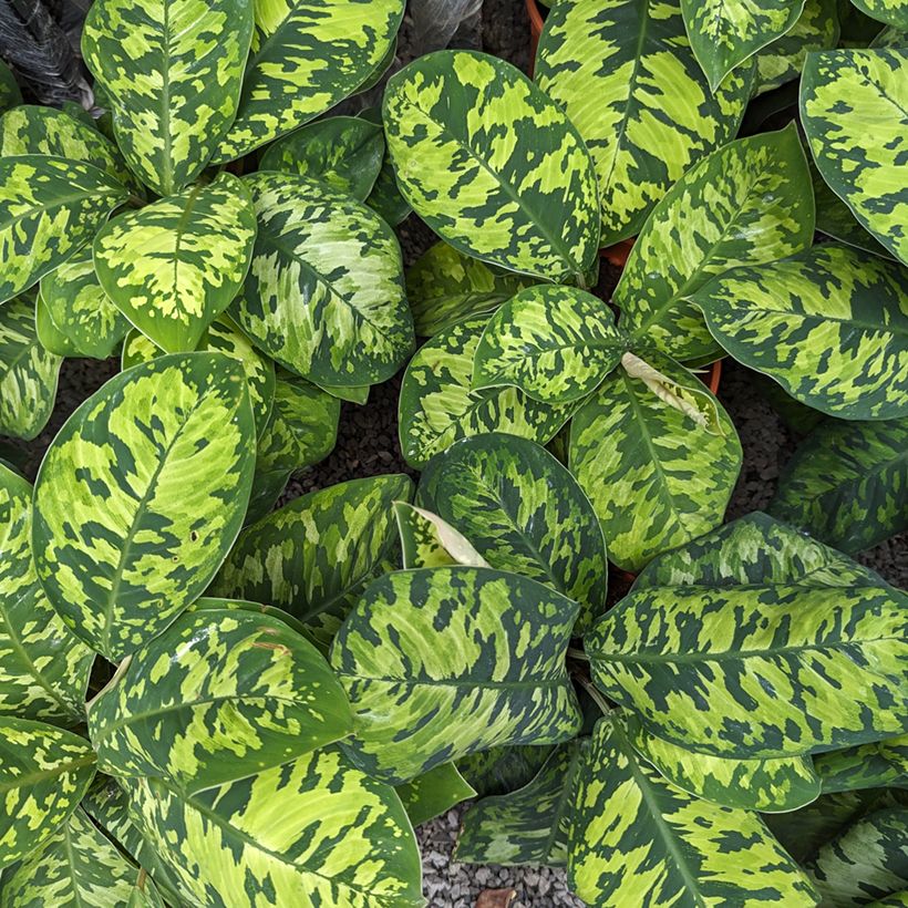Homalomena Camouflage (Laub)