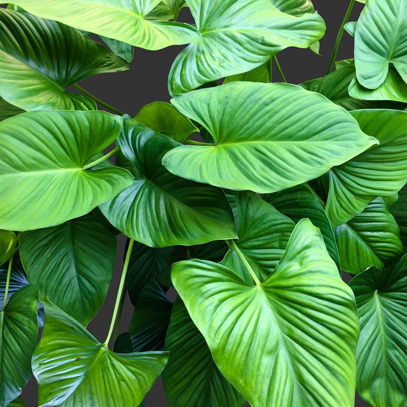 Homalomena Emerald Gem (Laub)