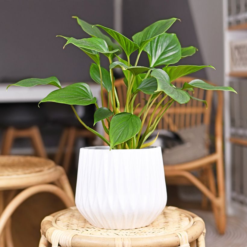 Homalomena Emerald Gem (Hafen)