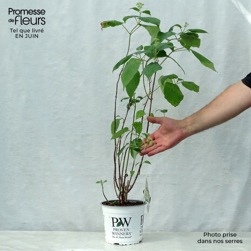 Exemplar von Ballhortensie Lime Rickey - Hydrangea arborescens Topf mit 2L/3L wie im Sommer geliefert