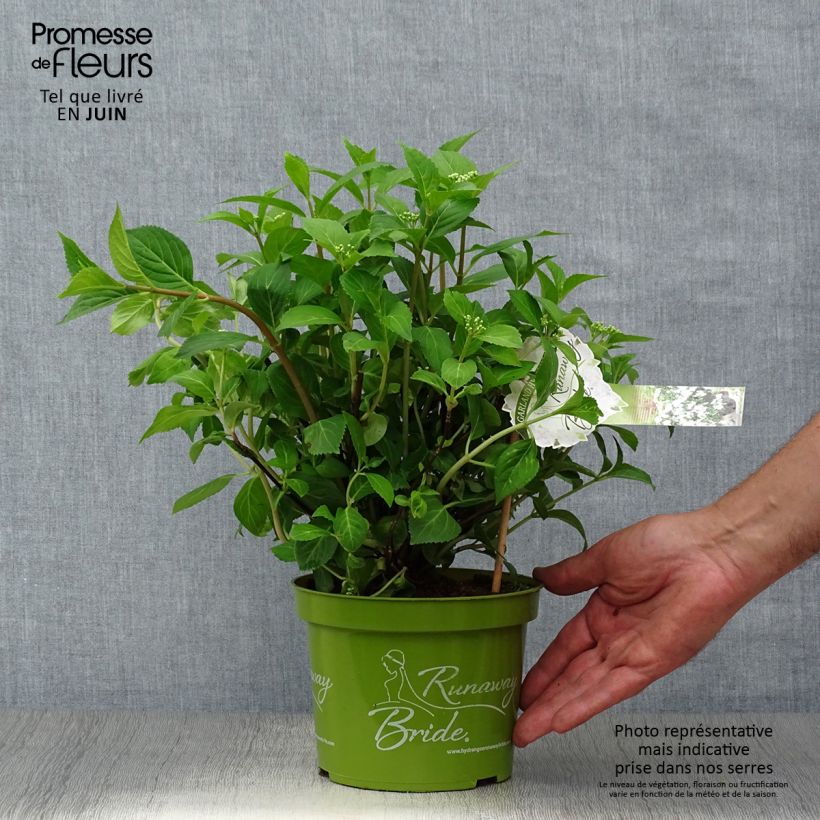 Exemplar von Hydrangea Runaway Bride - Girlanden-Hortensie Topf mit 1,5L/2L wie im Sommer geliefert