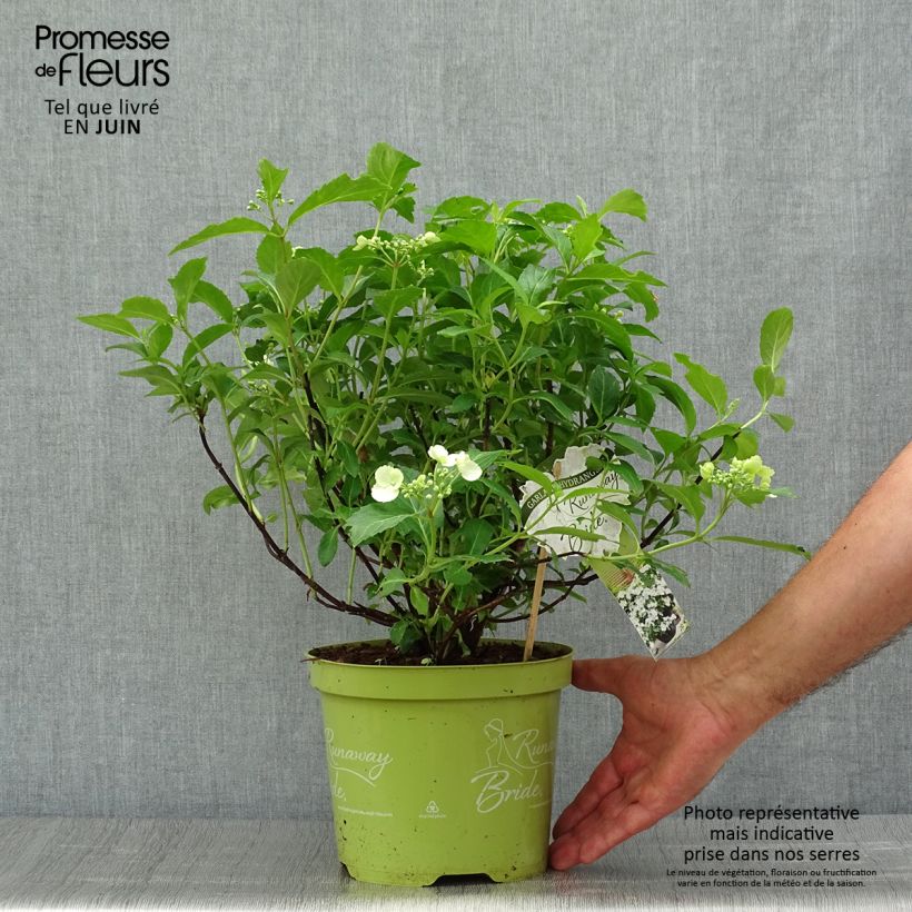 Exemplar von Hydrangea Runaway Bride - Girlanden-Hortensie Topf mit 3L/4L wie im Sommer geliefert