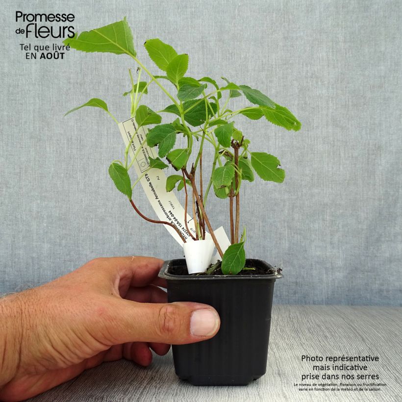 Exemplar von Schneeballhortensie Annabelle - Hydrangea arborescens Kleine Töpfe von 8/9 cm wie im Sommer geliefert