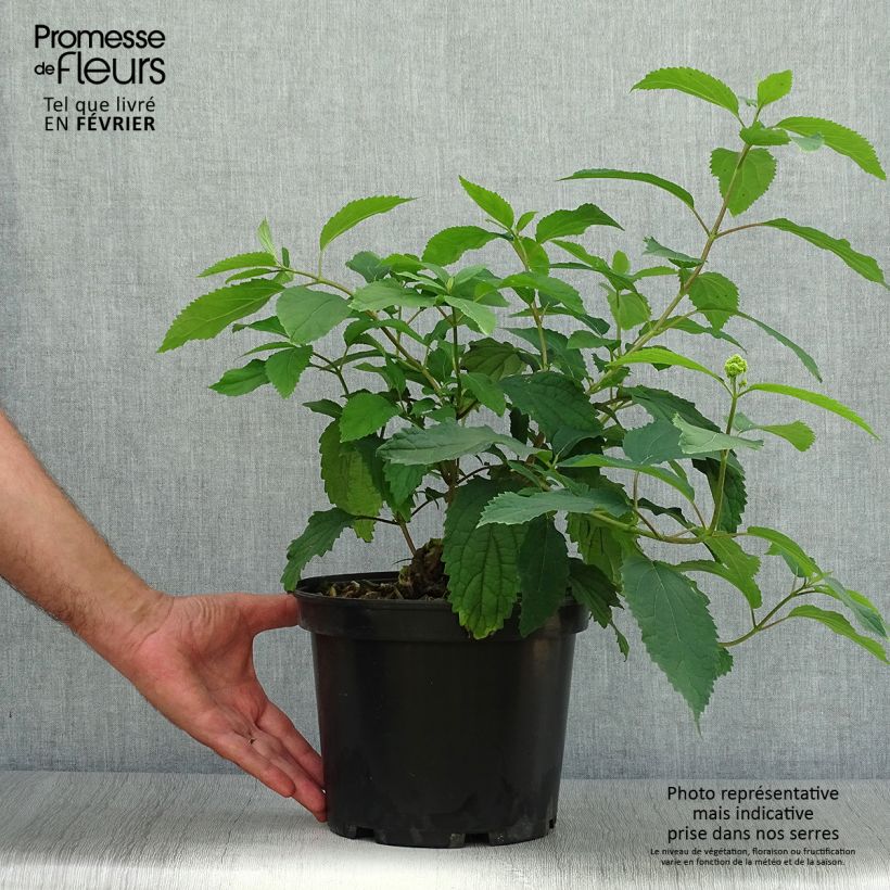 Exemplar von Ballhortensie Hayes Starbust - Hydrangea arborescens Topf mit 3L/4L wie im Herbst geliefert
