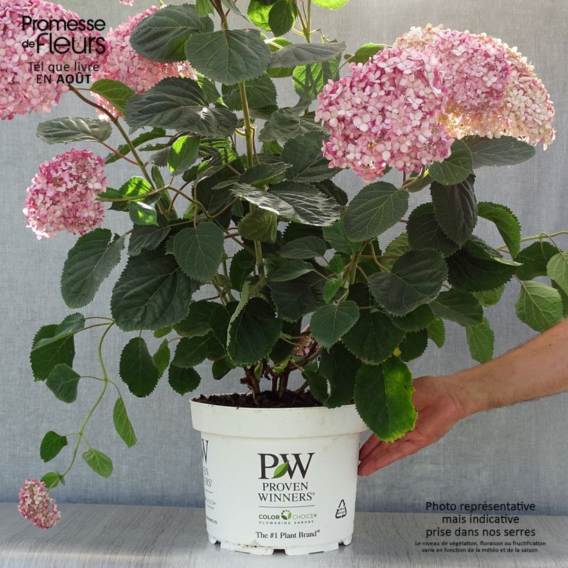Exemplar von Schneeballhortensie Ruby Annabelle - Hydrangea arborescens Topf mit 4L/5L wie im Sommer geliefert