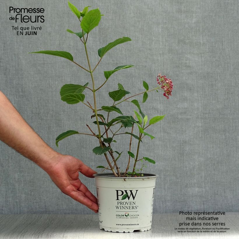 Exemplar von Ballhortensie Sweet Annabelle - Hydrangea arborescens Topf mit 2L/3L wie im Sommer geliefert