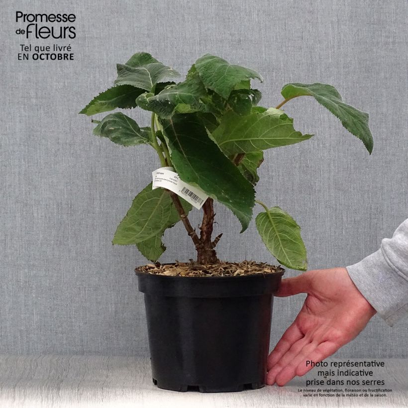 Exemplar von Hydrangea aspera Bellevue - Samthortensie Topf mit 4L/5L wie im Herbst geliefert
