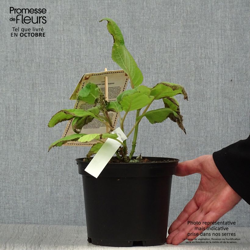 Exemplar von Hydrangea aspera Goldrush - Samthortensie Topf mit 2L/3L wie im Herbst geliefert