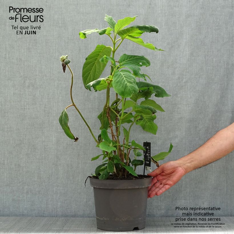 Exemplar von Hydrangea aspera Macrophylla - Samthortensie Topf mit 7,5L/10L wie im Sommer geliefert