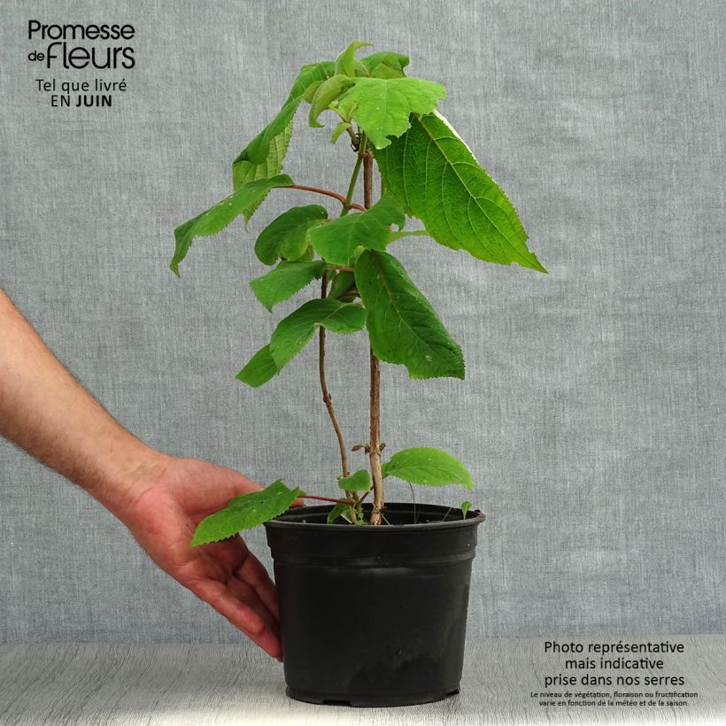 Exemplar von Hydrangea aspera Macrophylla - Samthortensie Topf mit 2L/3L wie im Sommer geliefert
