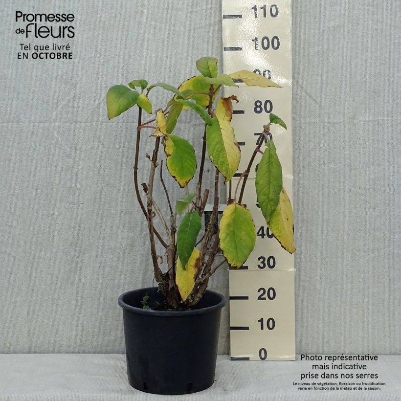 Exemplar von Hydrangea aspera Macrophylla - Samthortensie Topf mit 12L/15L wie im Herbst geliefert