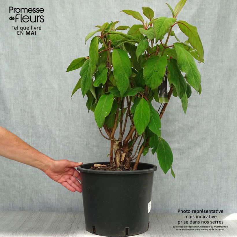 Exemplar von Hydrangea aspera Macrophylla - Samthortensie Topf mit 18L/20L wie im Frühjahr geliefert
