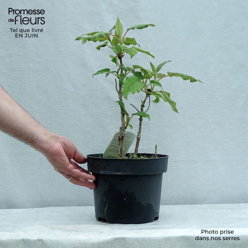 Exemplar von Hydrangea aspera subsp.sargentiana - Samthortensie Topf mit 3L/4L wie im Sommer geliefert
