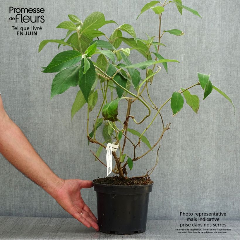 Exemplar von Hydrangea aspera Villosa - Samthortensie Topf mit 3L/4L wie im Sommer geliefert